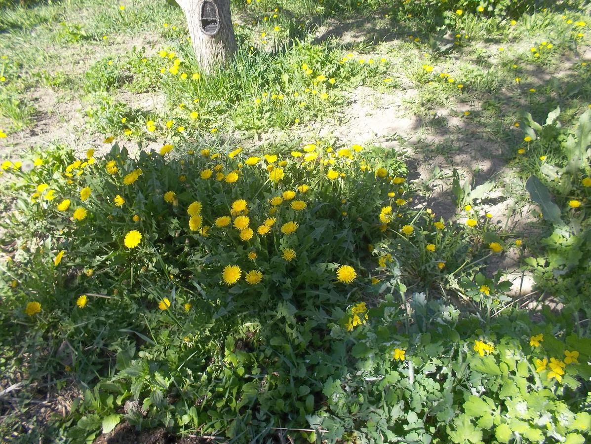 Hotel Issyk-Kul - Camping Grigoryevka Grigor'yevka Esterno foto