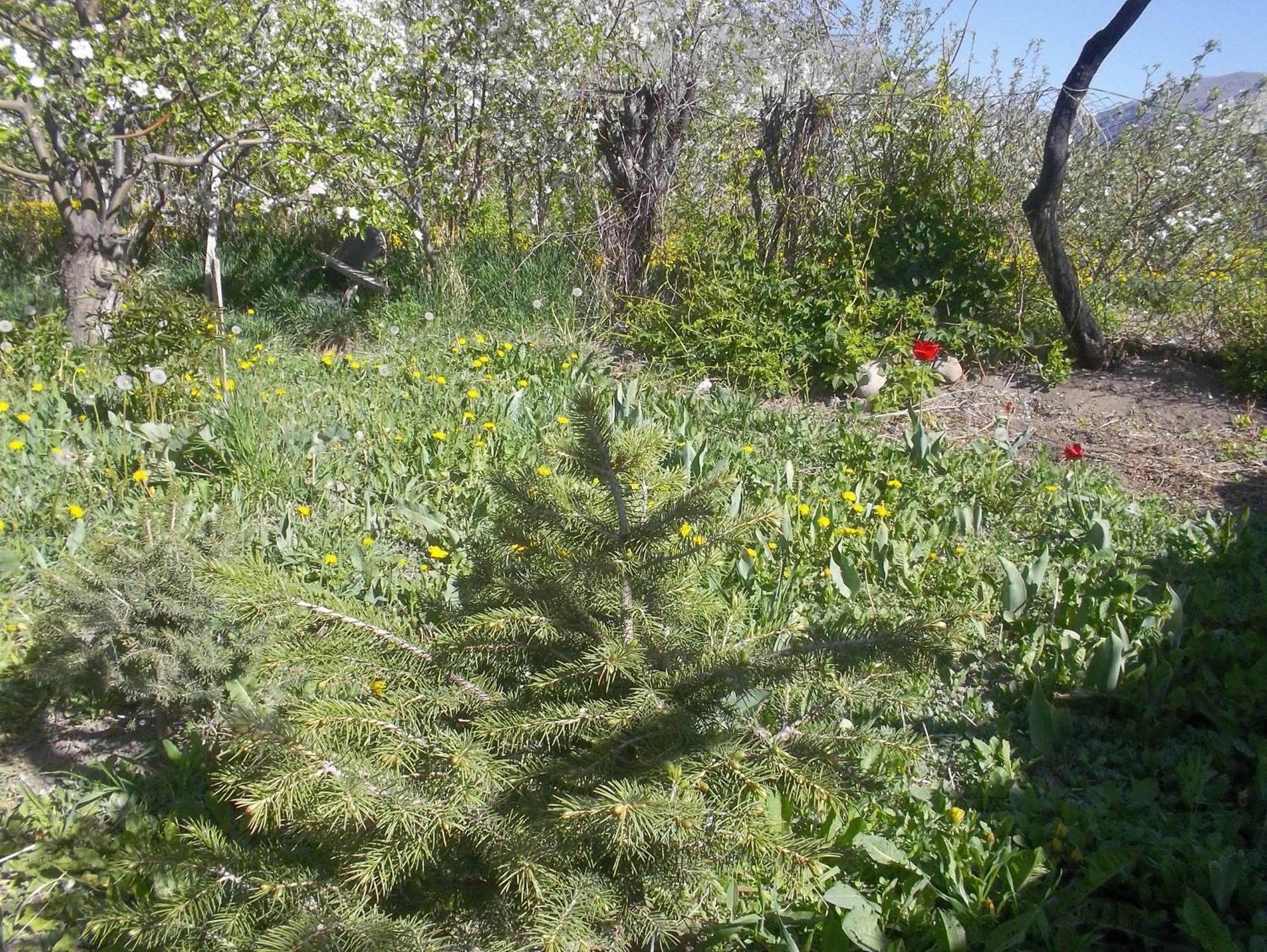 Hotel Issyk-Kul - Camping Grigoryevka Grigor'yevka Esterno foto
