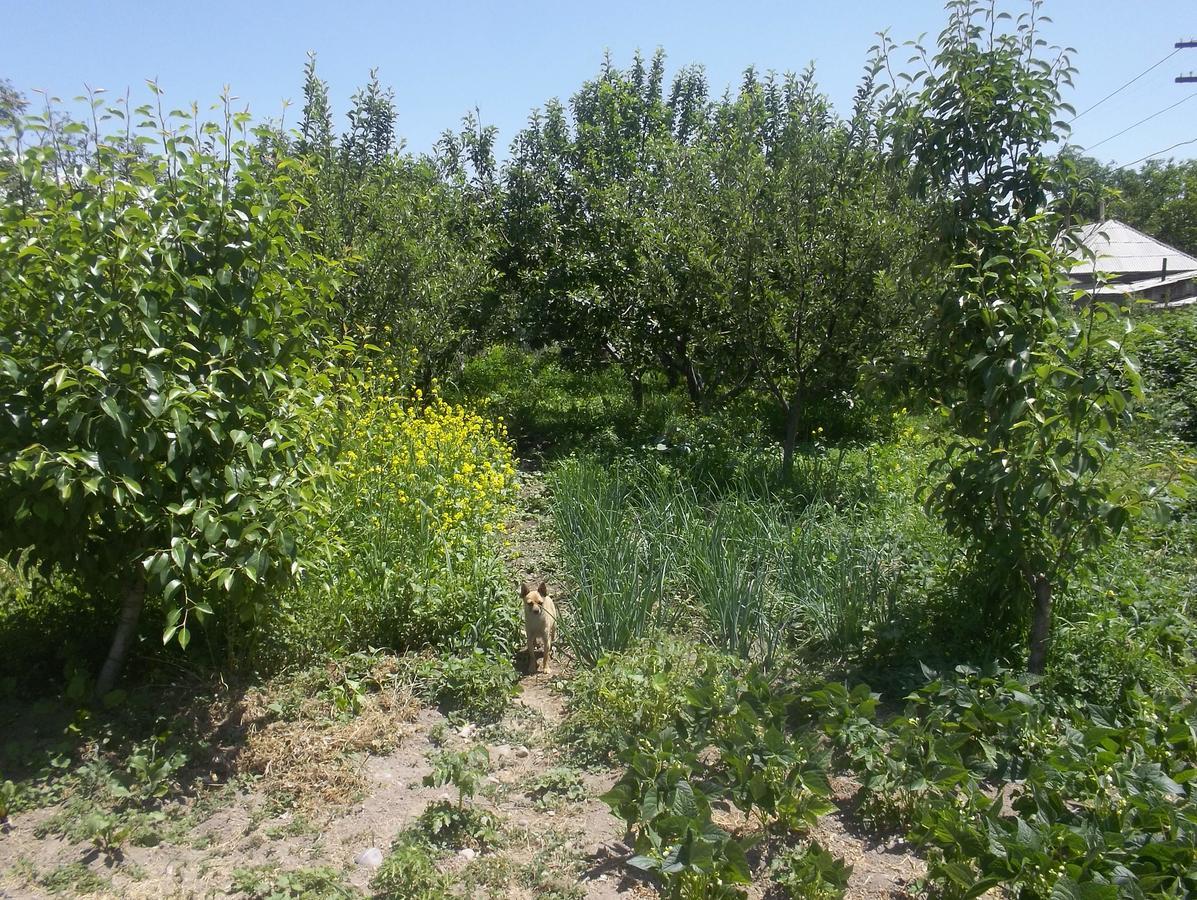 Hotel Issyk-Kul - Camping Grigoryevka Grigor'yevka Esterno foto